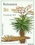 Aloe marlothii