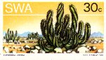Euphorbia nivosa