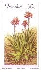 Aloe ecklonis
