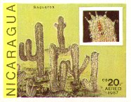 Carnegiea gigantea (Saguaros)